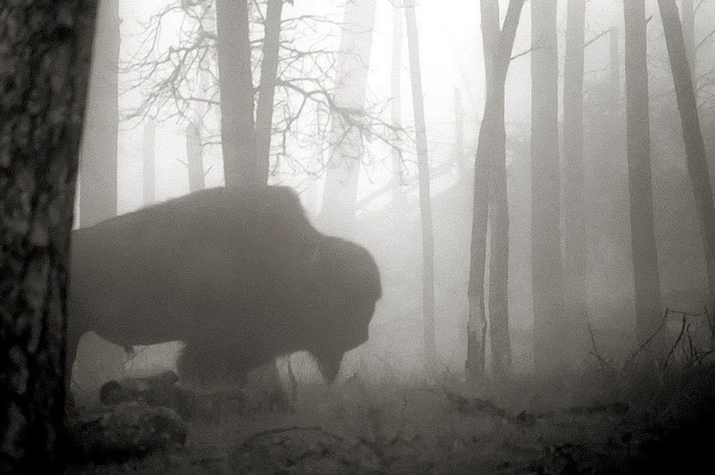 Buffalo in the Black Hills