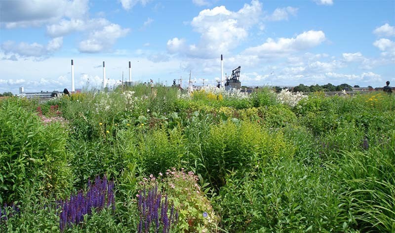 Greenest City Roof Garden