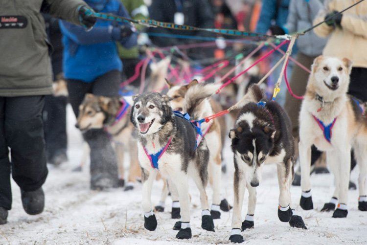 iditarod race booties on