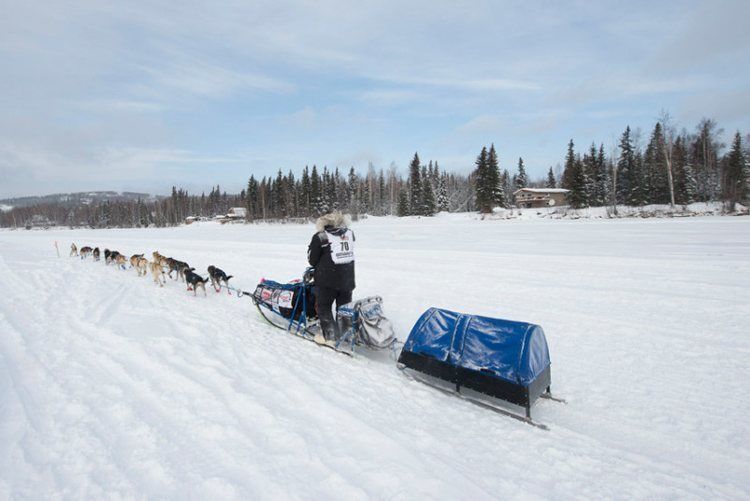 iditarod race chena river