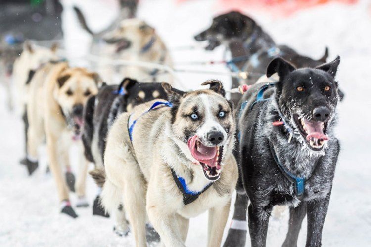 iditarod race crazy eyes
