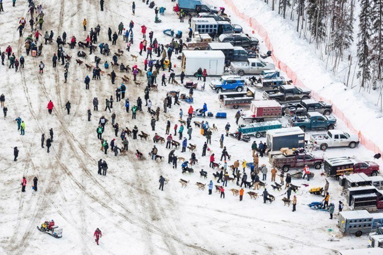 iditarod race dogs assemble