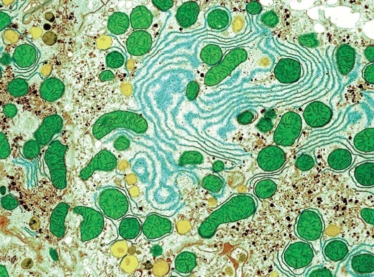 Microscope Bodies Liver