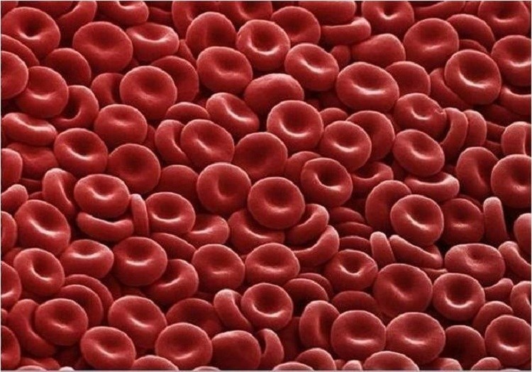 Microscope Bodies Red Blood Cell