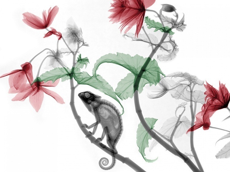 X-ray Art Chameleon