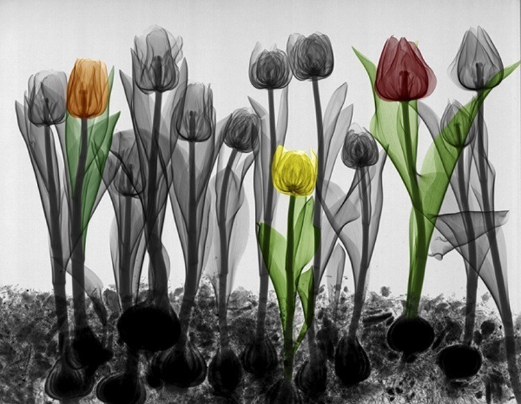 Cool X Ray Art