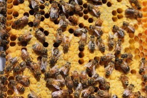 Bees Closeup