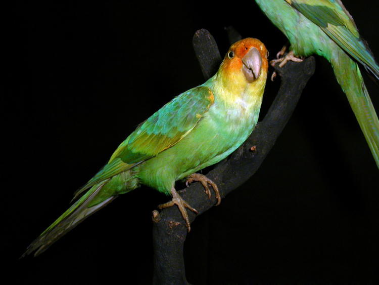De-Extinction Carolina Parakeet
