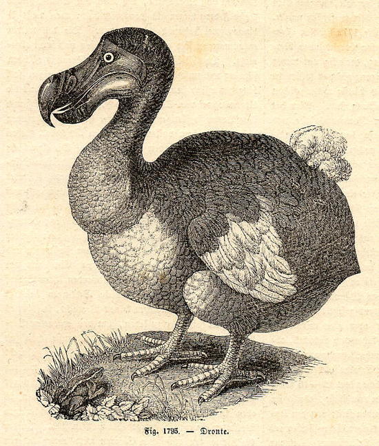 De-Extinction Dodo