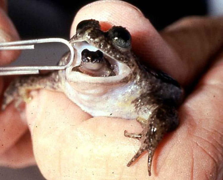 De-Extinction Gastric Brooding Frog