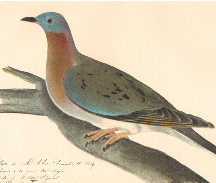 De-Extinction Passenger Pigeon