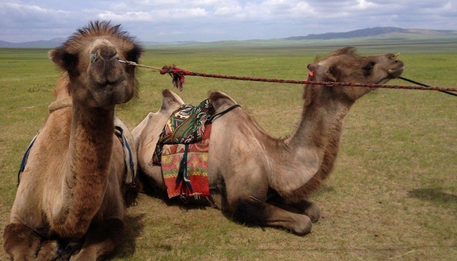 Mongolia Nomads Camel Closesup