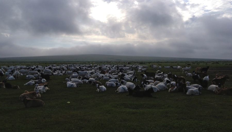 Mongolia Nomads Goat Herd