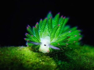 Sea Slug Sheep