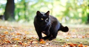 Black Cat Common Superstitions Og