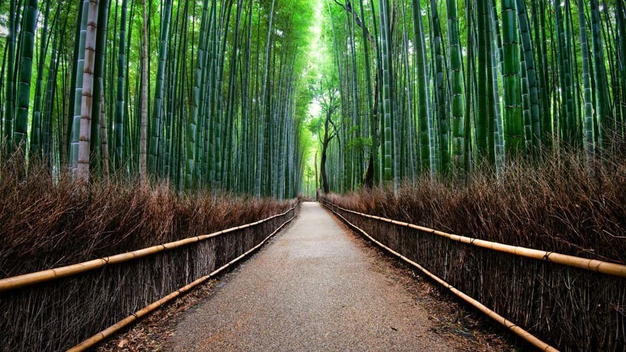 Colorful Kansai Japan Bamboo