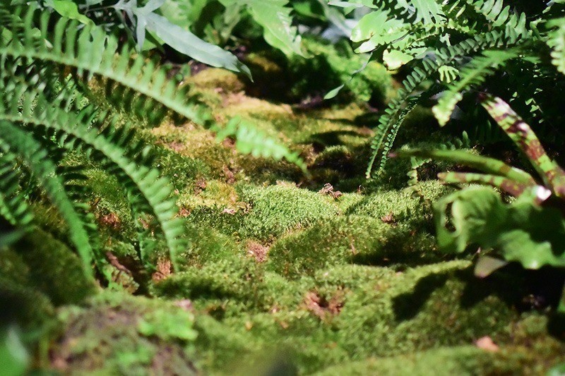 Lowline Fern Moss