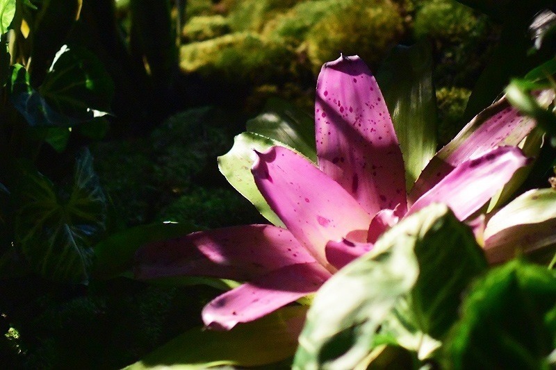 Lowline Flower