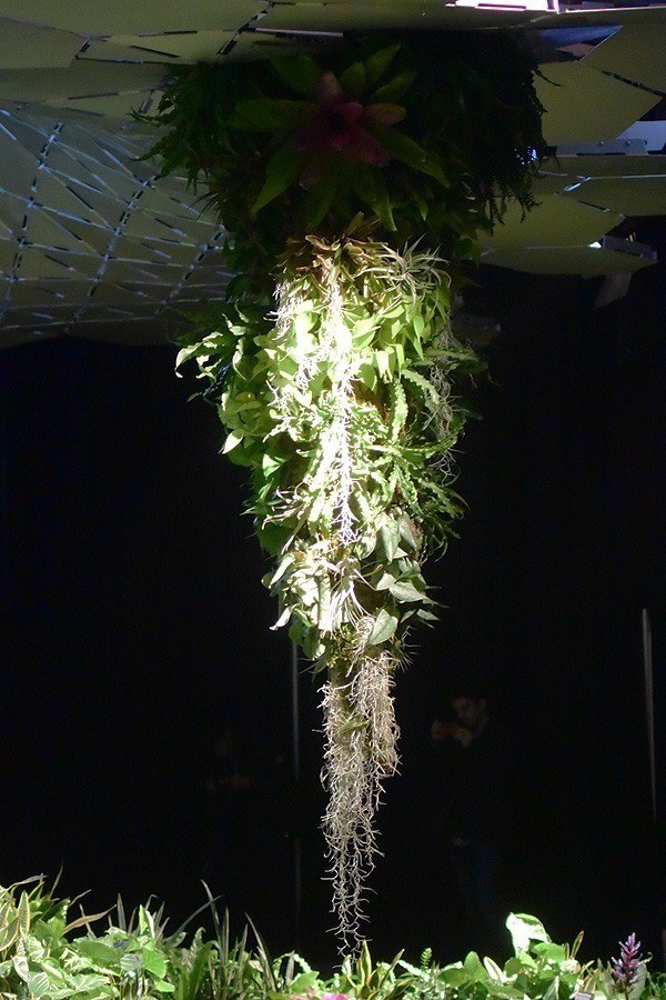 Lowline Hanging Plant