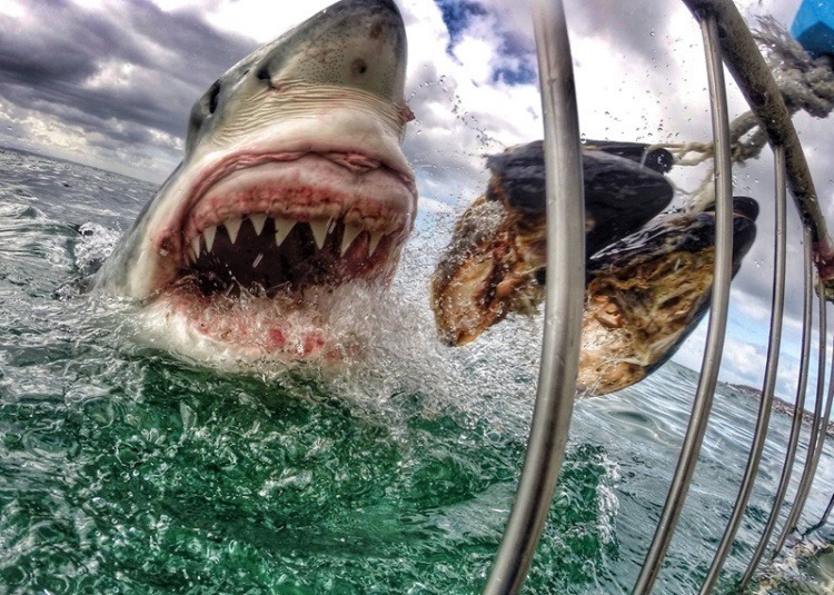 Best Gopro Photos Great White Shark