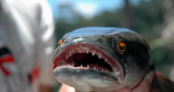 Snakehead Fish Invasive Species Og