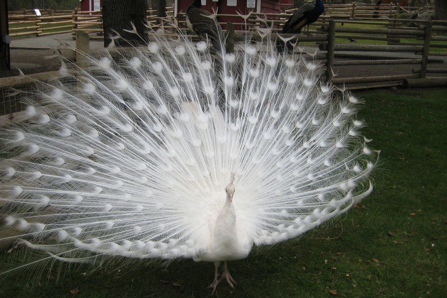 Albino Animals Peacock