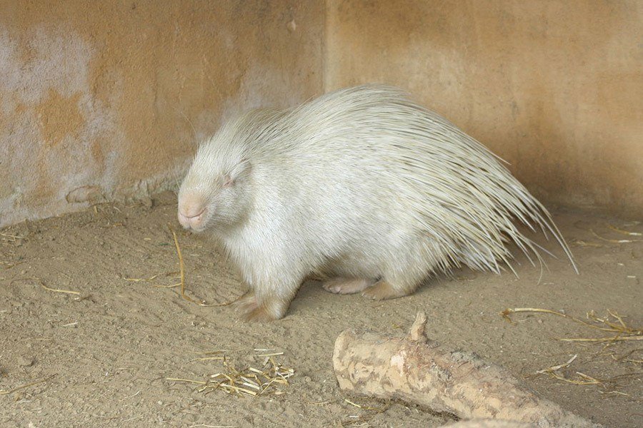 White Porcupine