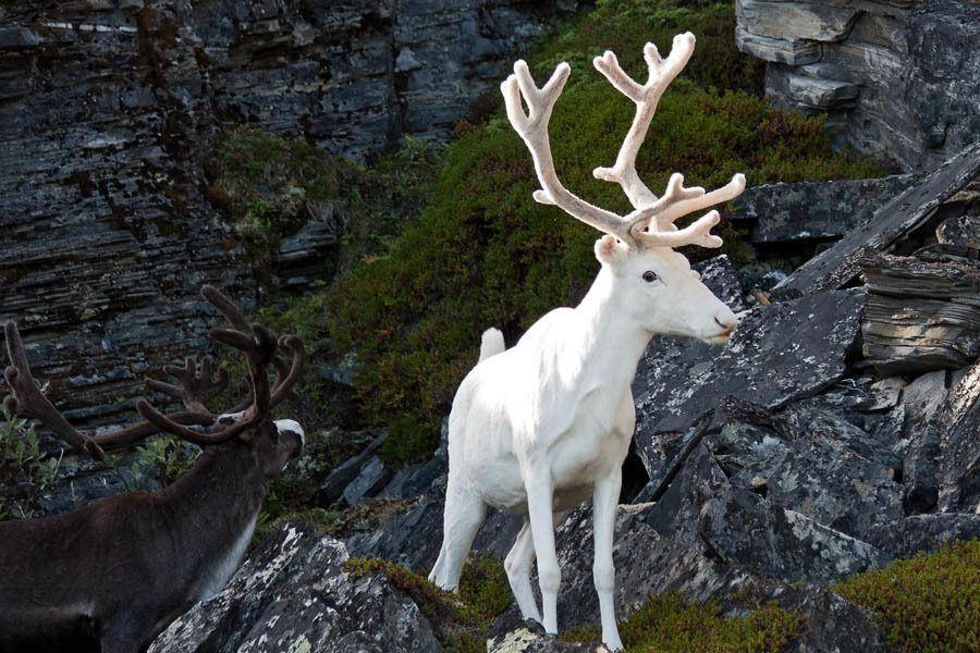 Albino Animals