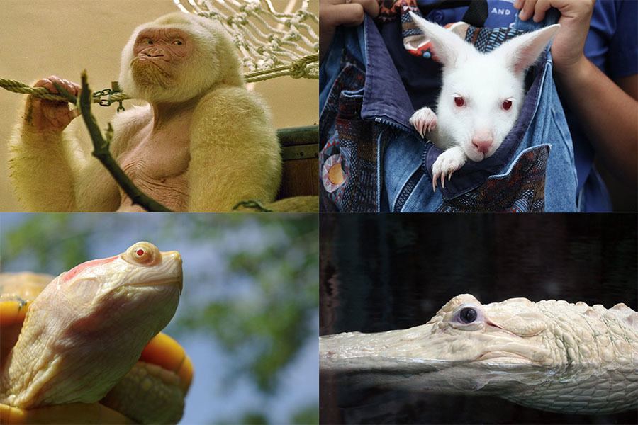 Albino Animals