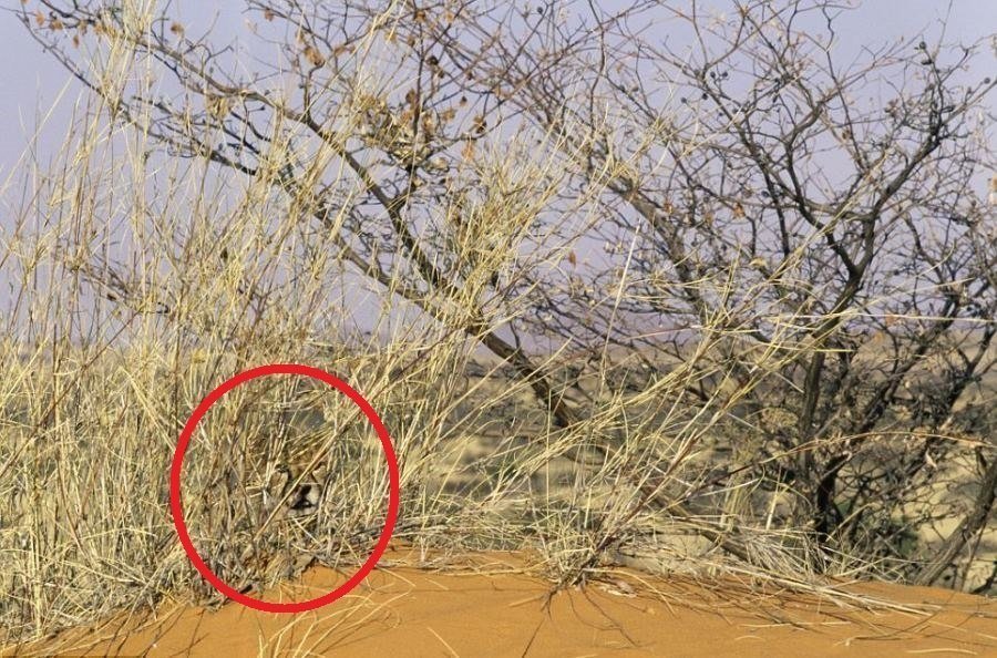Cheetah Cub Circled