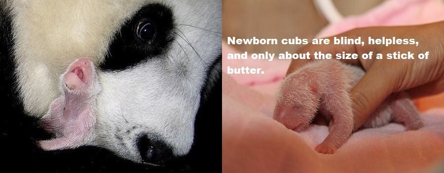 Panda Facts Newborns