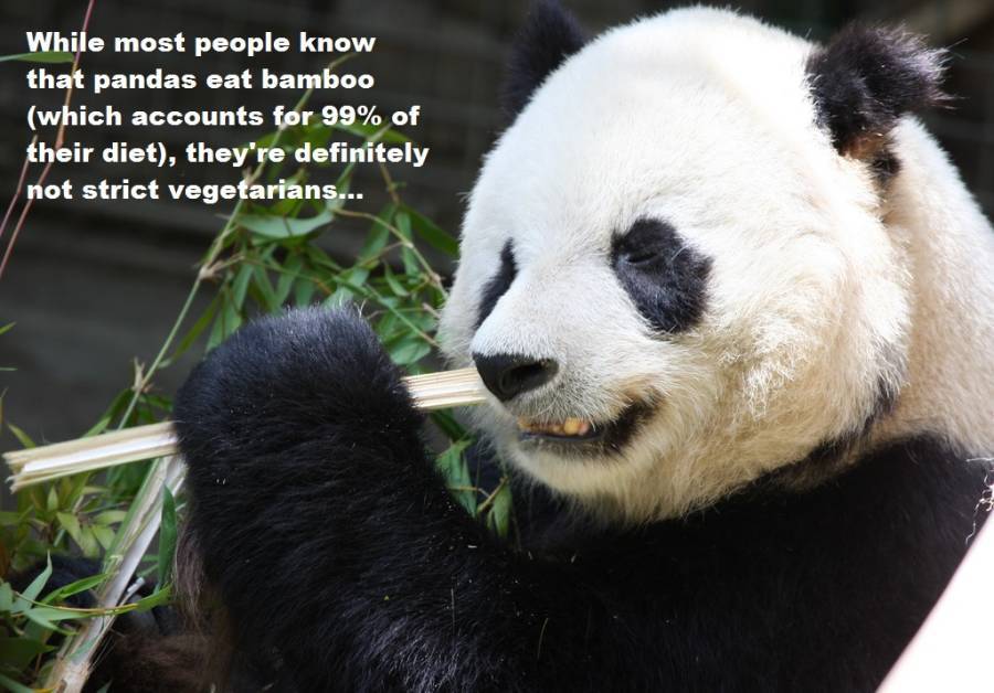 Panda Diet