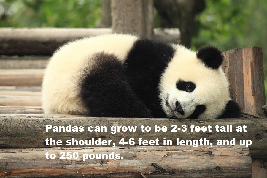 Panda Facts Size