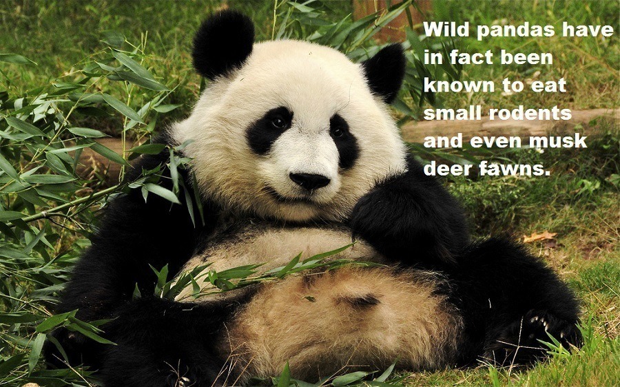 What Pandas Eat