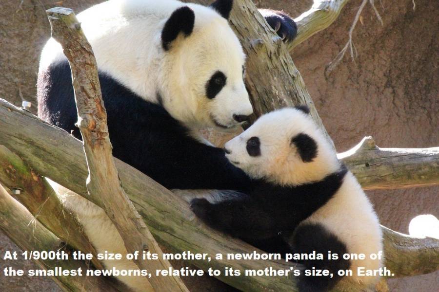 Panda Facts Small Newborns