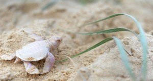 Albino Sea Turtle Og