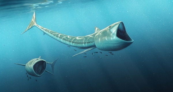 Rhinconichthys Drawing