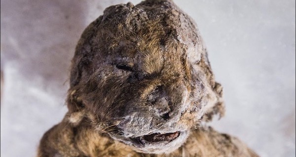 Cave Lion Cub Og