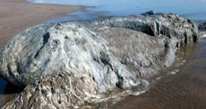 Mystery Ocean Creature