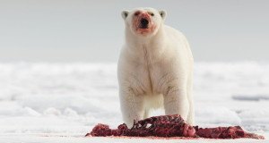 Polar Bear (Ursus Maritimus) Feeding On Seal Carcass, Svalbard, Norway