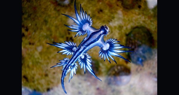 Glaucus Atlanticus