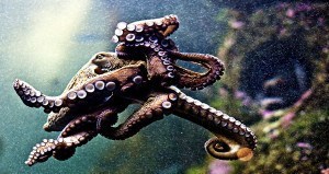 Octopus Escapes