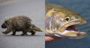 Porcupine Fish weird sex laws