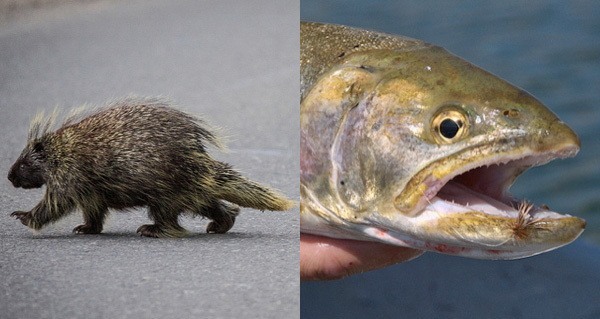 Porcupine Fish weird sex laws