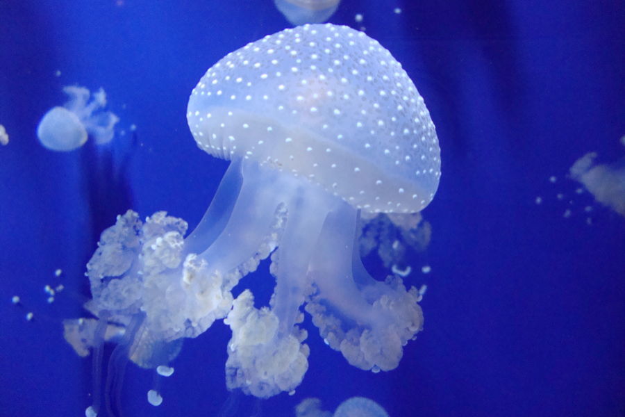 Australian Spotted Jellyfish Facts