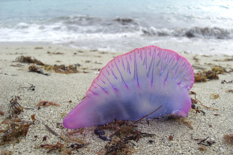 Beached Man O War Jelly