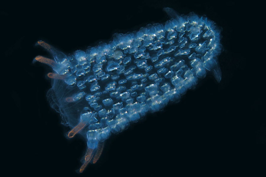 Blue Comb Jellyfish Facts