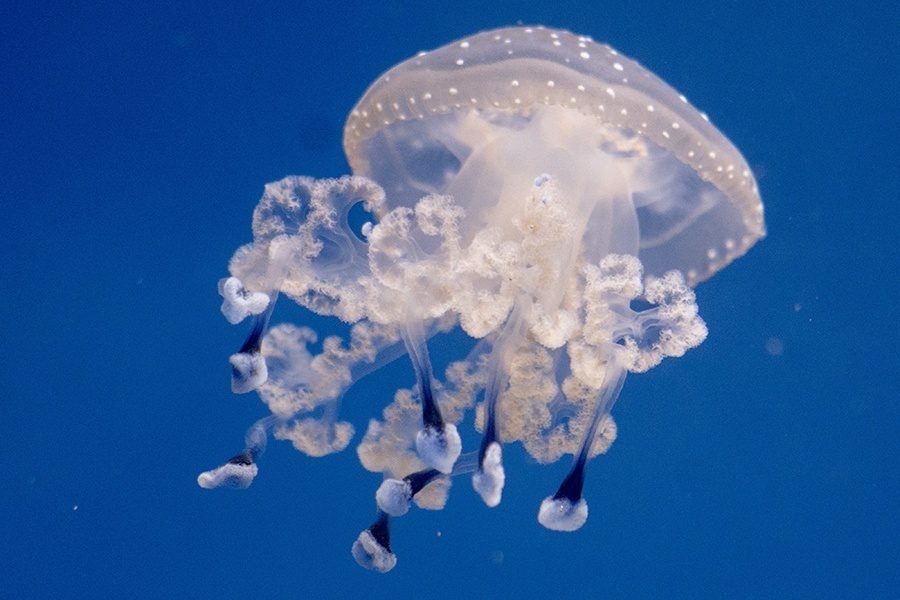 AUSTRIA ANIMALS JELLYFISH FEATURE