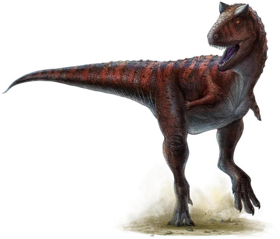 Canotaurus
