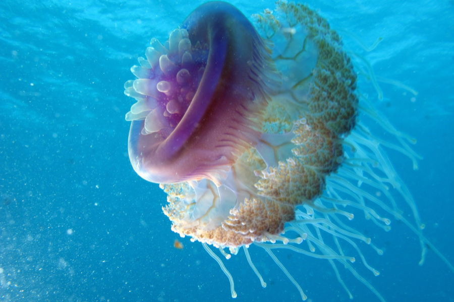 Cauliflower Jellyfish Facts